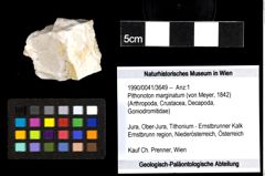 Foto (Objekt + Etiketten) von Pithonoton marginatum (von Meyer, 1842) 